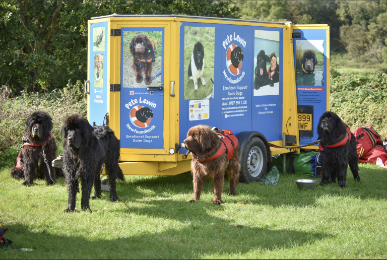 Pete Lewin’s Newfoundlands: A Lifeline in the Water